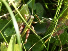 Epipodisma pedemontana