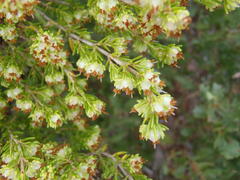 Erica glumiflora