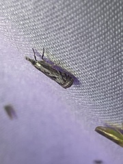Microcrambus kimballi