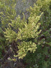 Erica glumiflora