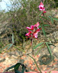 Indigofera venusta