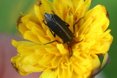 Epicauta atrata