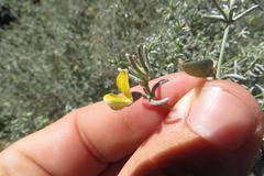 Aspalathus pedunculata