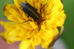 Epicauta atrata