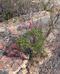 Indigofera venusta