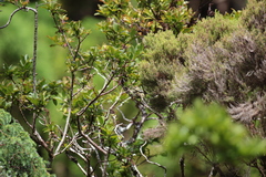 Regulus regulus azoricus