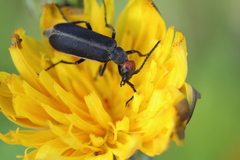 Epicauta atrata