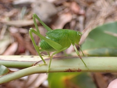 Holochlora biloba