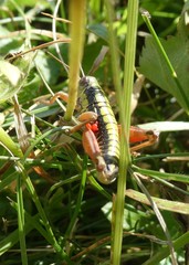 Epipodisma pedemontana