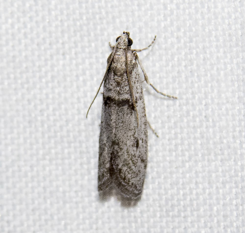 Gooseberry Fruitworm Moth from Lava Beds National Monument (Indian Well ...