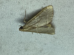 Hypsopygia binodulalis