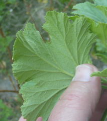 Pelargonium ribifolium