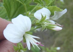 Pelargonium ribifolium