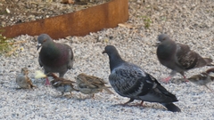 Columba livia domestica
