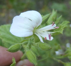 Pelargonium ribifolium