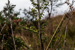Syncolostemon rotundifolius