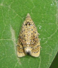 Olethreutes astrologana