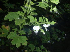 Pelargonium ribifolium