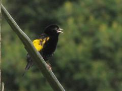 Euplectes capensis capensis