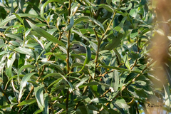Curruca communis
