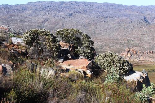 Phylica barbata (Phylica barbata)