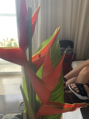 Heliconia bihai