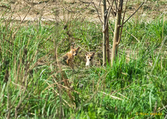 Canis aureus indicus