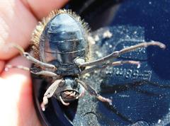 Mariazofia hottentotus