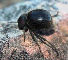 Mariazofia hottentotus