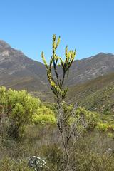 Aspalathus sceptrum-aureum