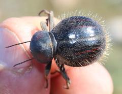 Mariazofia hottentotus