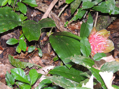 Scadoxus membranaceus
