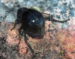 Mariazofia hottentotus