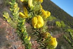 Aspalathus sceptrum-aureum