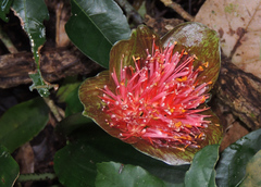 Scadoxus membranaceus