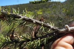 Aspalathus sceptrum-aureum