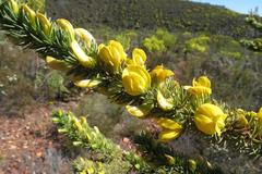 Aspalathus sceptrum-aureum