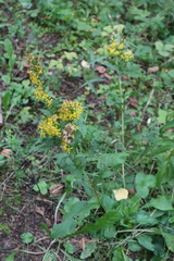 Solidago virgaurea
