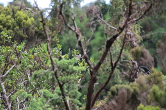 Pyrrhula murina