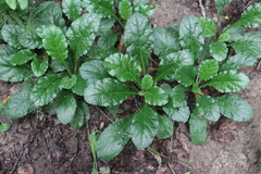 Ajuga reptans