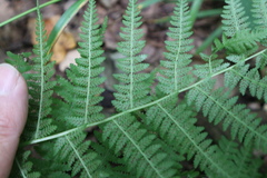 Athyrium filix-femina