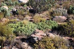 Leucadendron glaberrimum glaberrimum