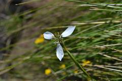 Moraea brevistyla