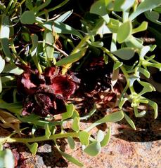 Leucadendron glaberrimum glaberrimum