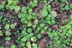 Lysimachia nummularia