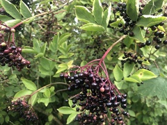 Sambucus nigra