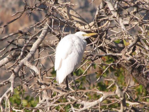 intermediate egret