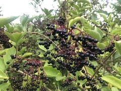 Sambucus nigra
