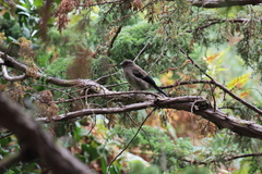 Pyrrhula murina