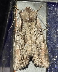 Lacanobia